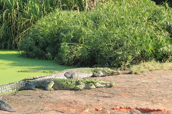 Krokodil an Land